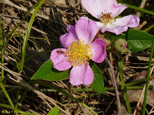 {Rosa setigera}